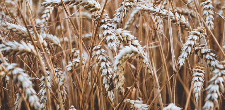 Close up of a wheat feild